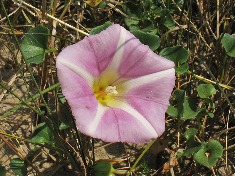 Image of Calystegia soldanella specimen.