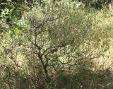 Cistus tauricus