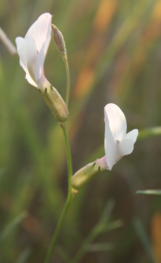 Image of Astragalus pseudotataricus specimen.