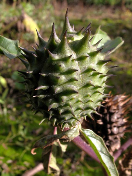 Изображение особи Datura stramonium.