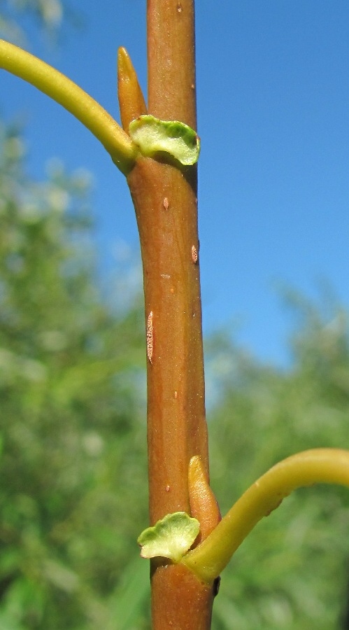 Image of Salix &times; meyeriana specimen.