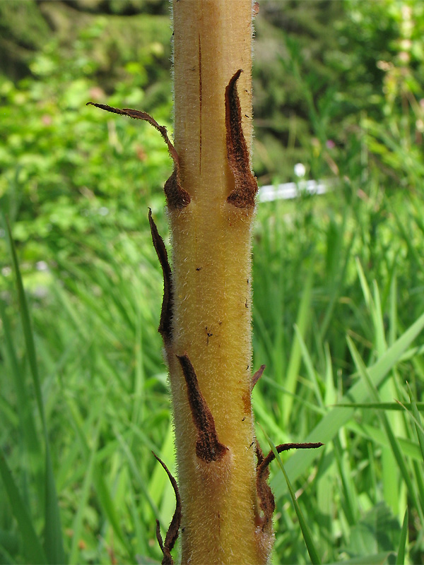 Image of Orobanche elatior specimen.