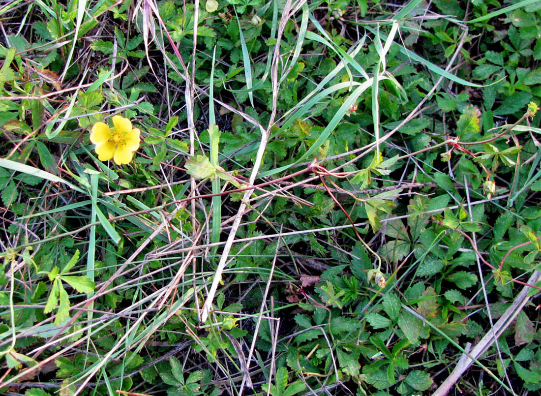 Image of Potentilla reptans specimen.