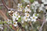 Prunus stepposa