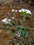 Noccaea macrantha. Цветущее растение. Крым, Балаклава. 20 марта 2009 г.