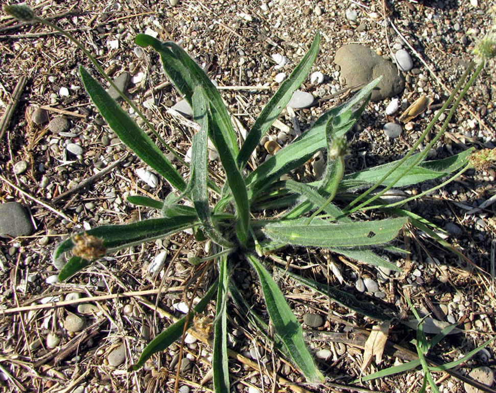 Image of Plantago dubia specimen.