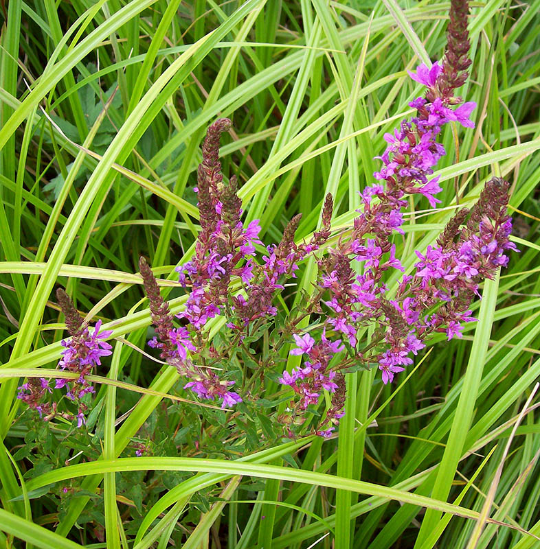 Image of Lythrum salicaria specimen.