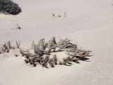 Blepharis attenuata. Покоящееся растение на песчаном субстрате. Израиль, Эйлатские горы, щебенисто-песчаная пустыня. 02.06.2012.