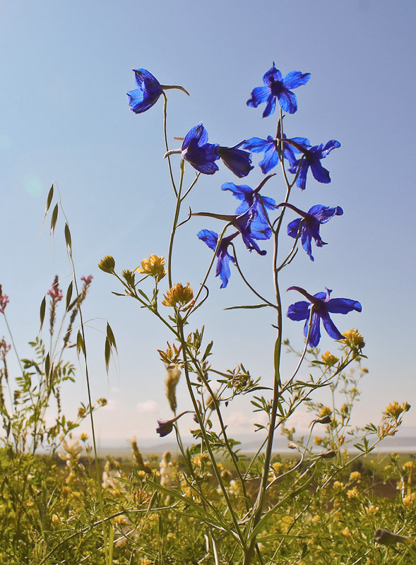 Image of Delphinium grandiflorum specimen.