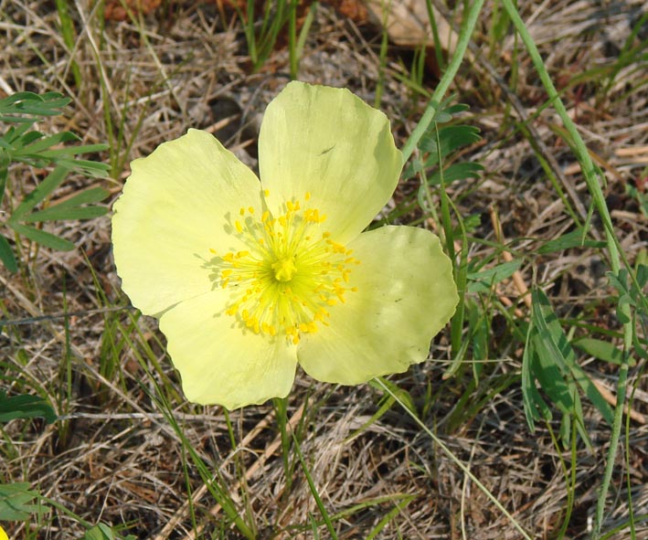 Image of Papaver setosum specimen.