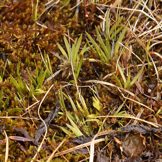 Image of Tofieldia pusilla specimen.