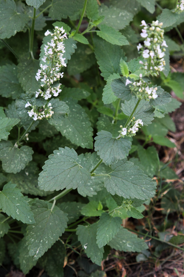 Image of Nepeta cataria specimen.