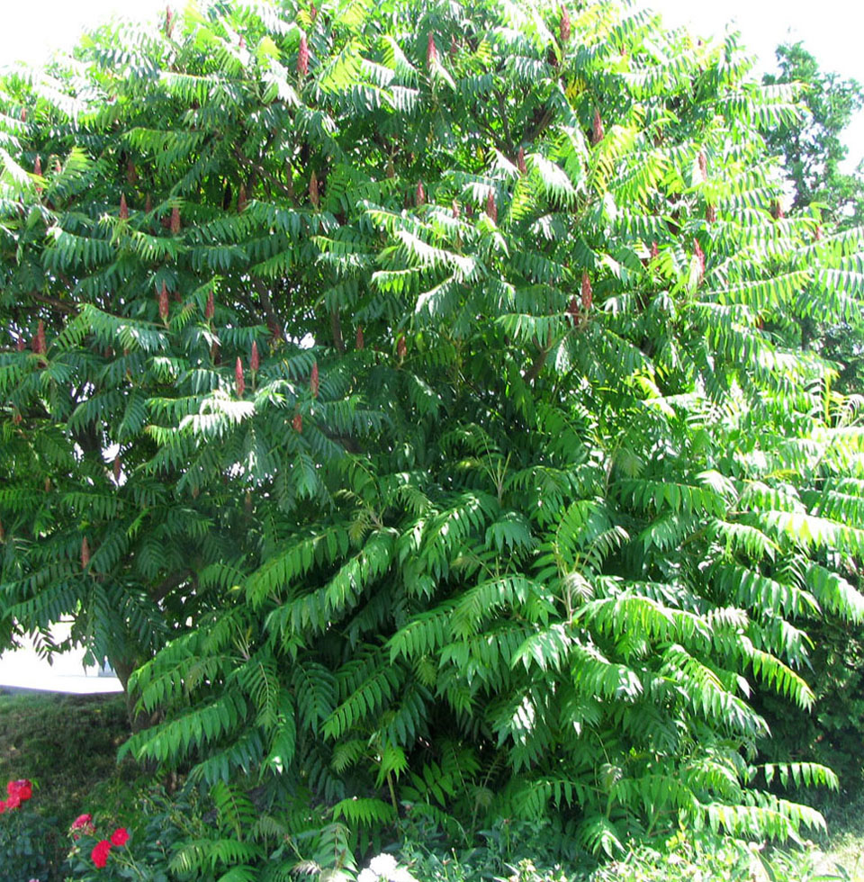 Image of Rhus typhina specimen.