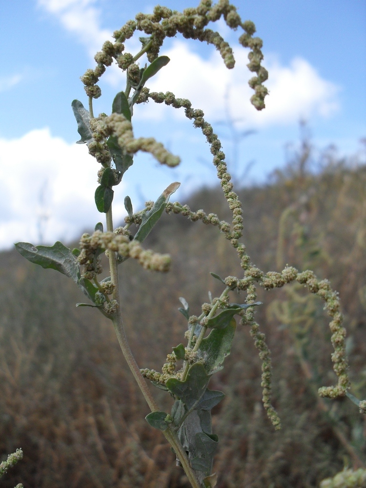 Лебеда татарская. Atriplex tatarica. Лебеда растение. Лебеда Татарская Плантариум.