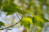 Acer pseudoplatanus