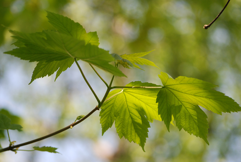 Image of Acer pseudoplatanus specimen.