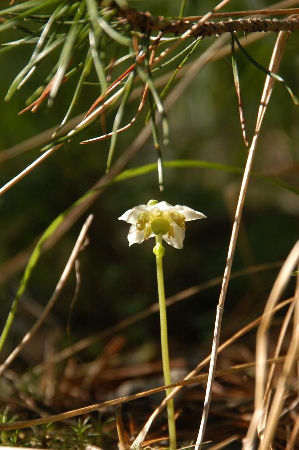 Image of Moneses uniflora specimen.