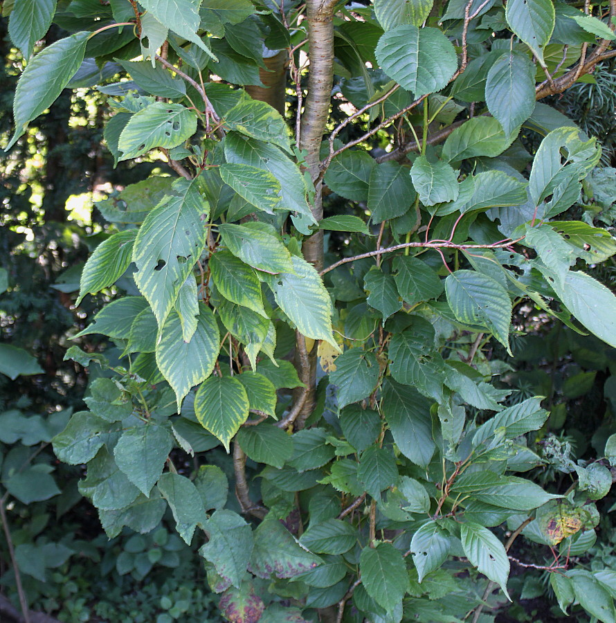 Image of Prunus serrulata specimen.