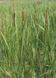 Typha latifolia