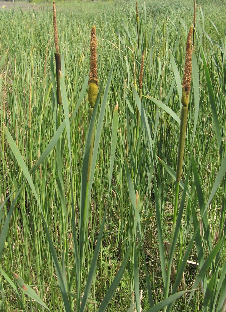 Изображение особи Typha latifolia.