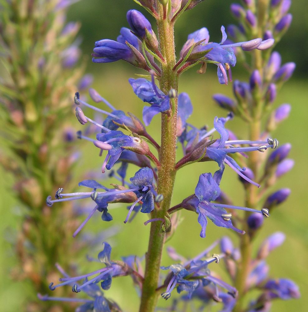 Изображение особи Veronica longifolia.