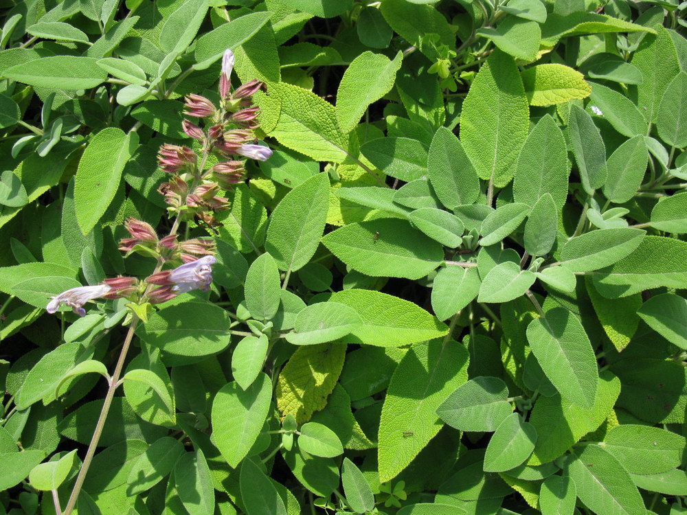 Изображение особи Salvia tomentosa.