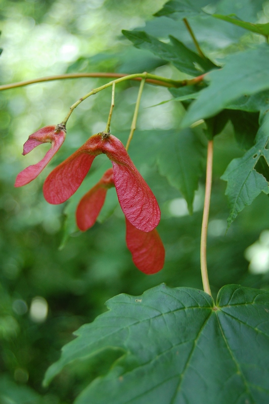 Image of Acer trautvetteri specimen.