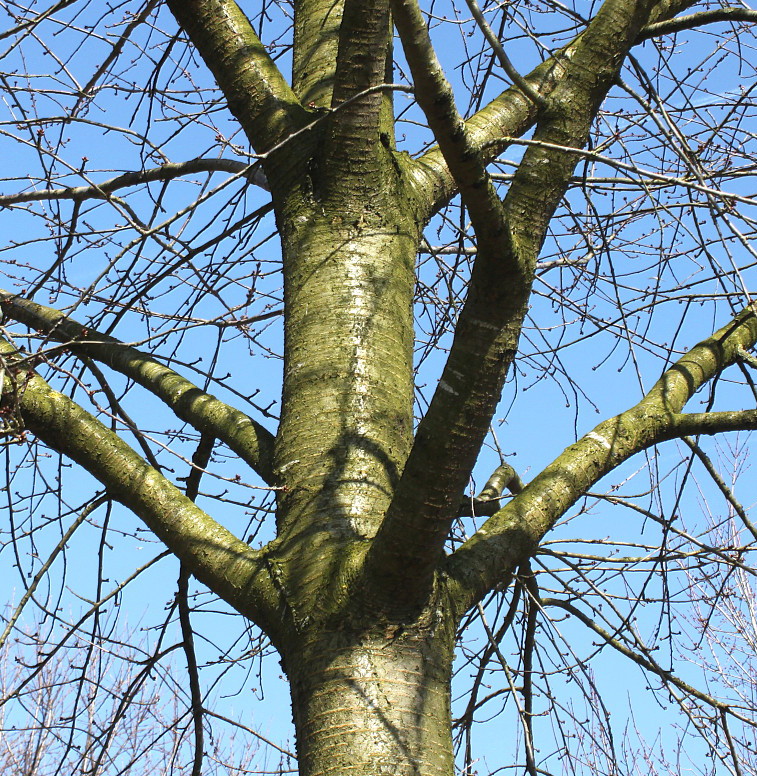 Image of Cerasus avium specimen.