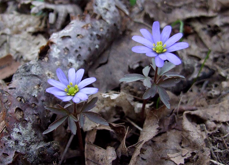 Image of Anemone caucasica specimen.