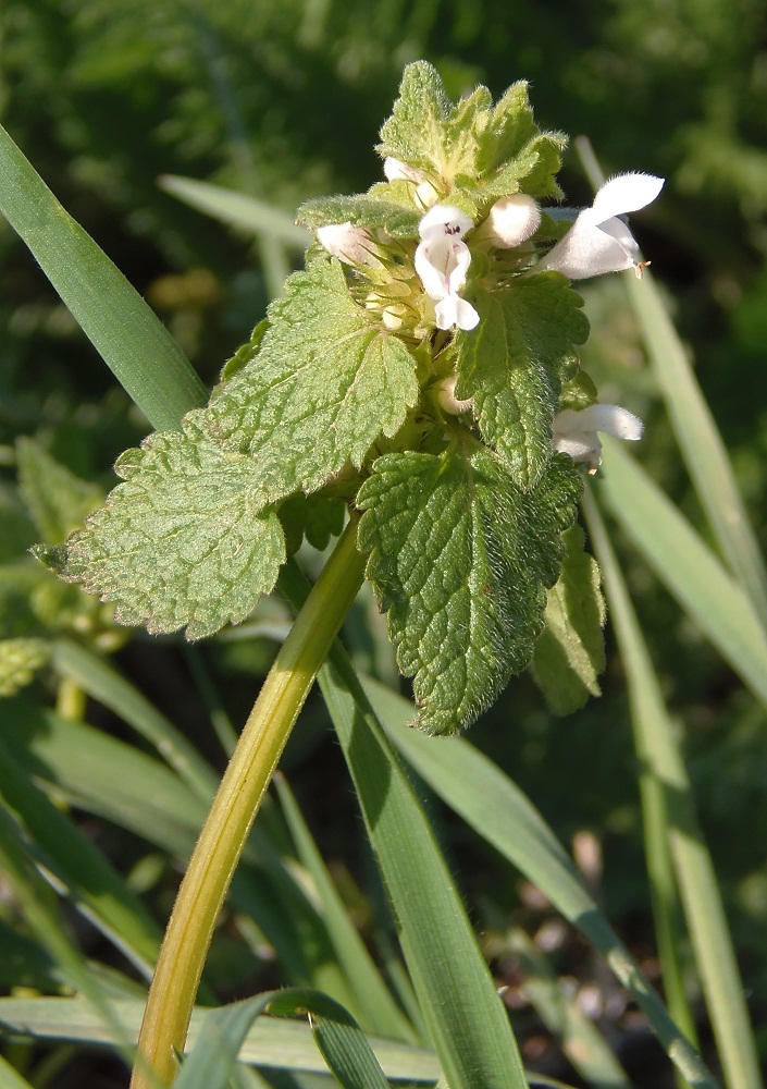 Image of Lamium purpureum specimen.