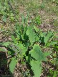 Salvia pratensis