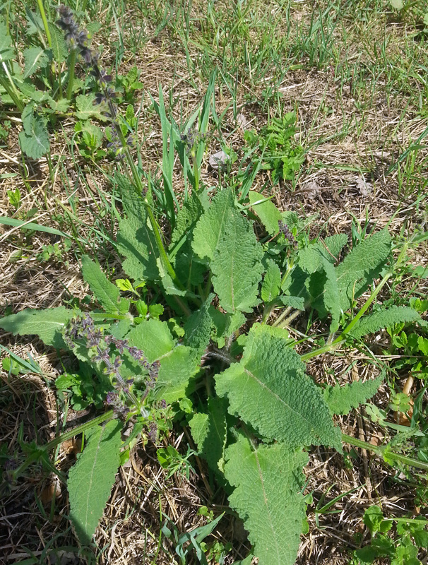 Изображение особи Salvia pratensis.