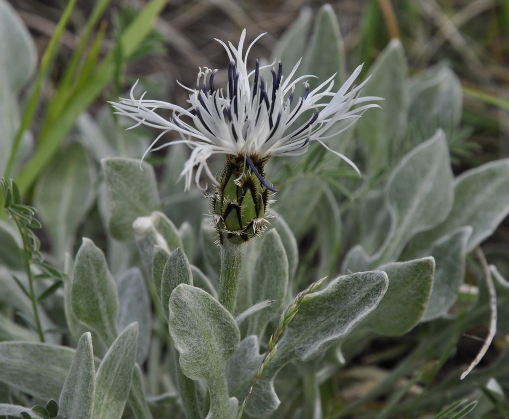 Image of Centaurea pindicola specimen.