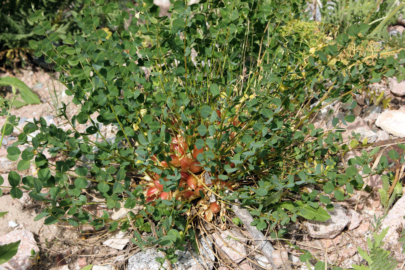 Изображение особи Astragalus aksaricus.