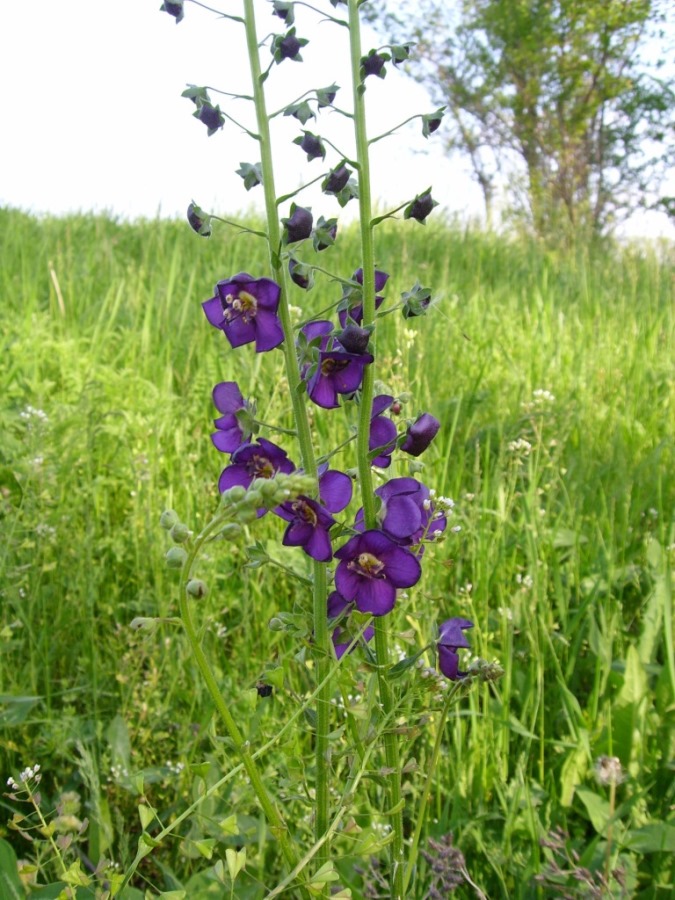 Image of Verbascum phoeniceum specimen.