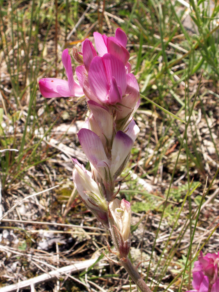 Image of Hedysarum songoricum specimen.