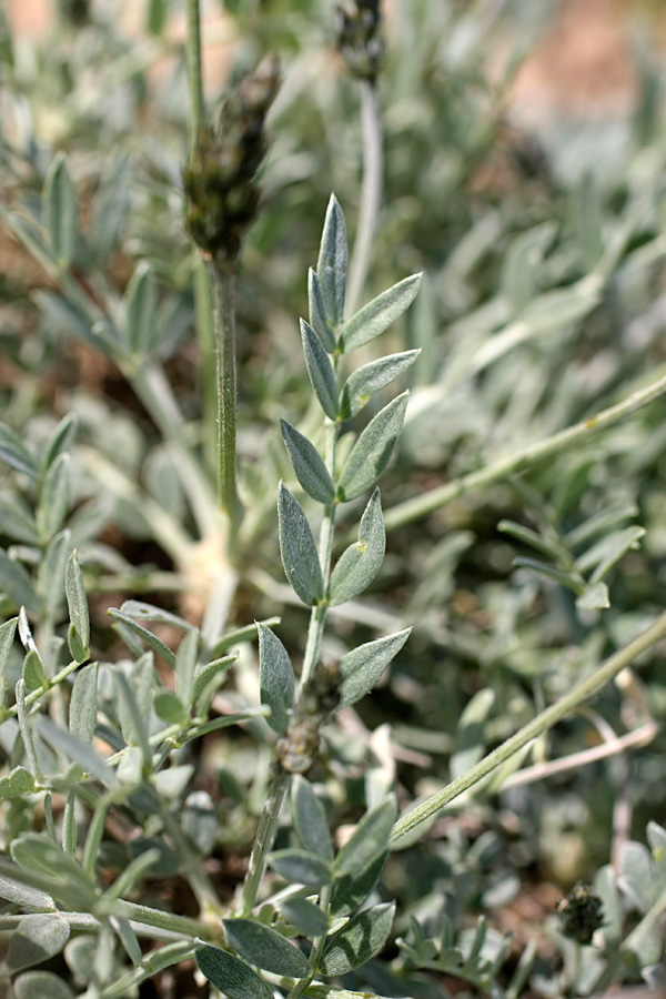 Image of genus Oxytropis specimen.