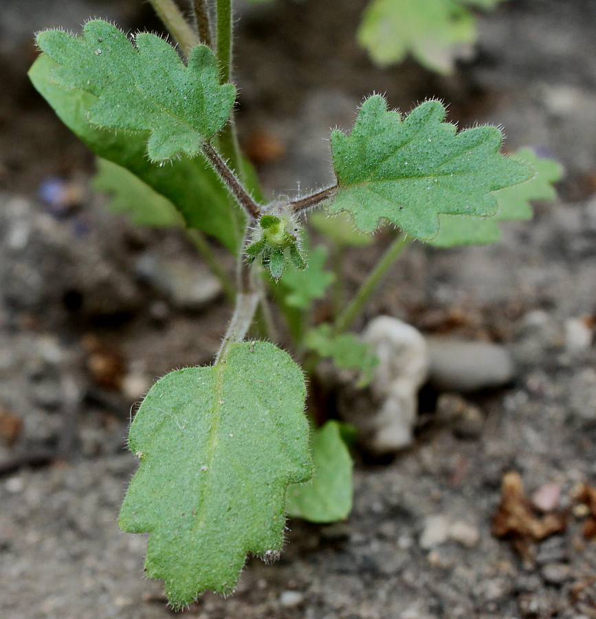 Image of Phacelia parryi specimen.