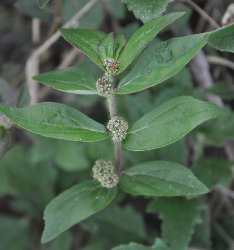 Image of Euphorbia hirta specimen.