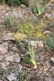 Ferula karataviensis. Цветущее растение. Южный Казахстан, горы Каракус. 16.05.2013.