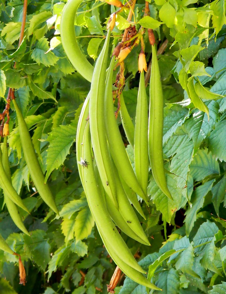 Image of Campsis radicans specimen.