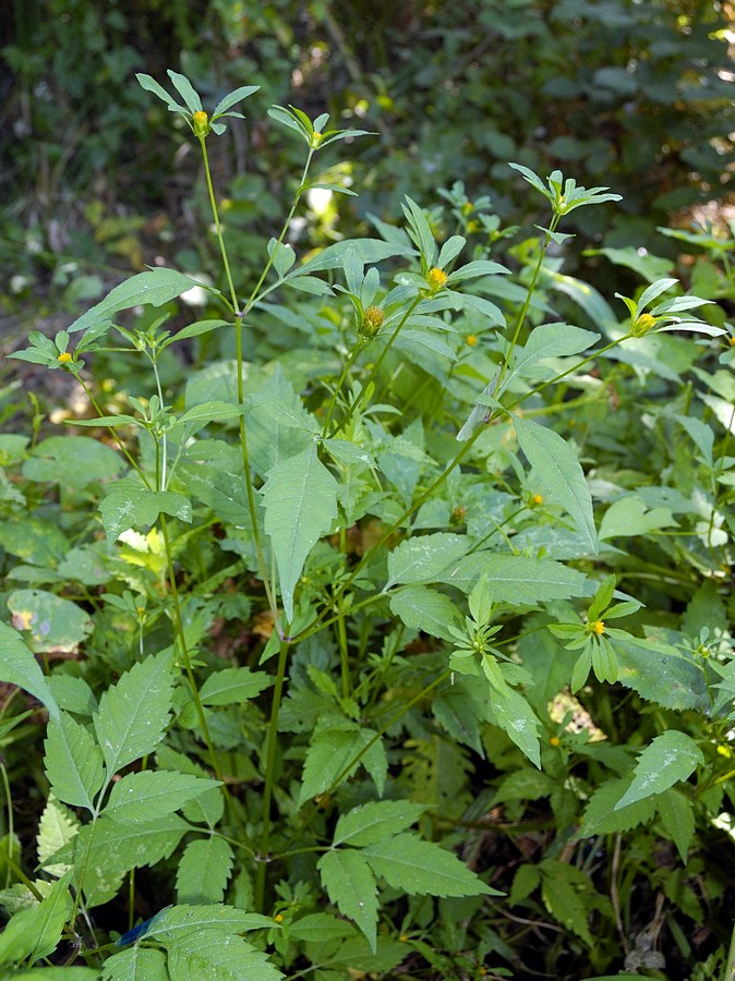 Изображение особи Bidens frondosa.