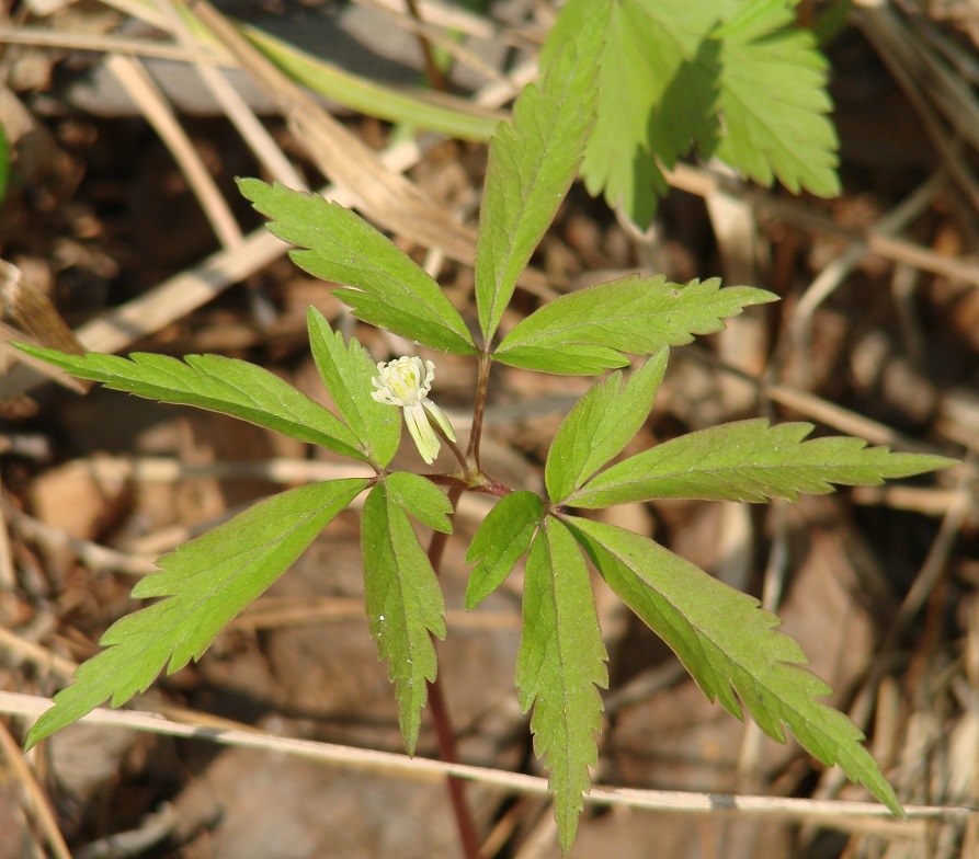 Image of Anemone reflexa specimen.