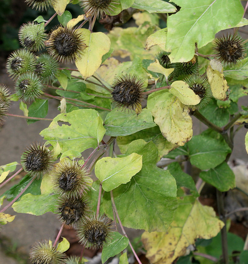 Image of Arctium lappa specimen.