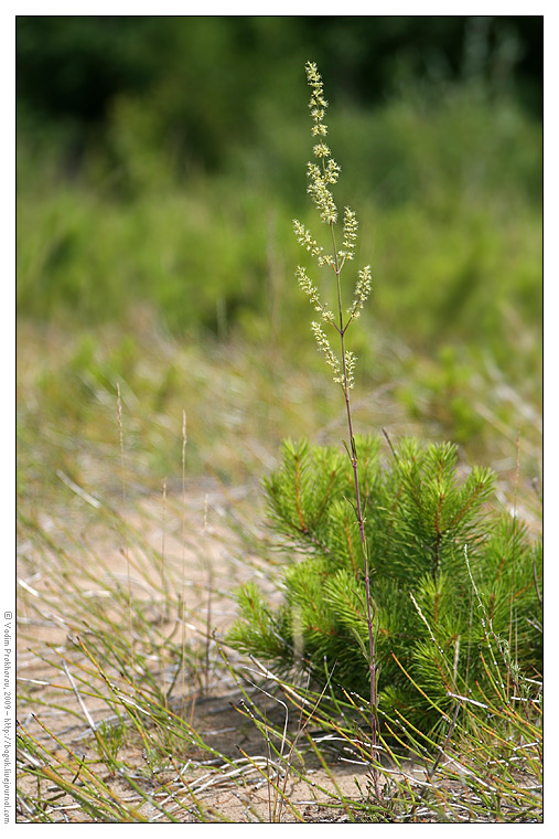 Image of Silene borysthenica specimen.