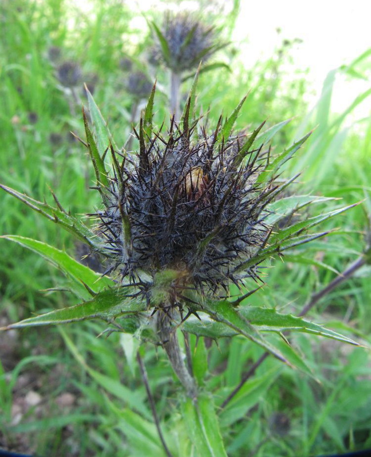 Image of Carlina fennica specimen.