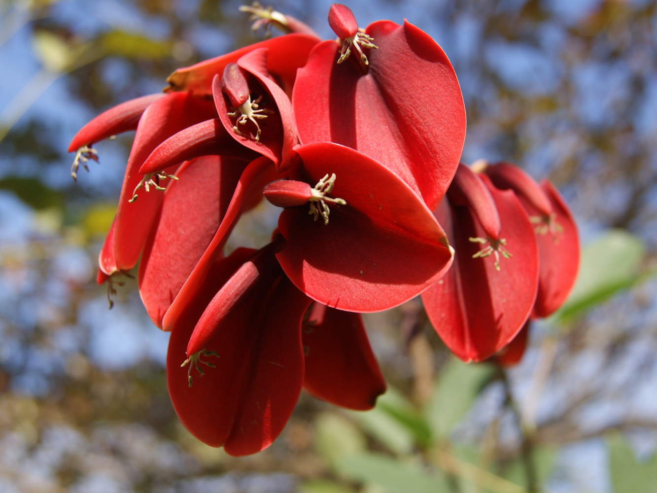 Изображение особи Erythrina crista-galli.