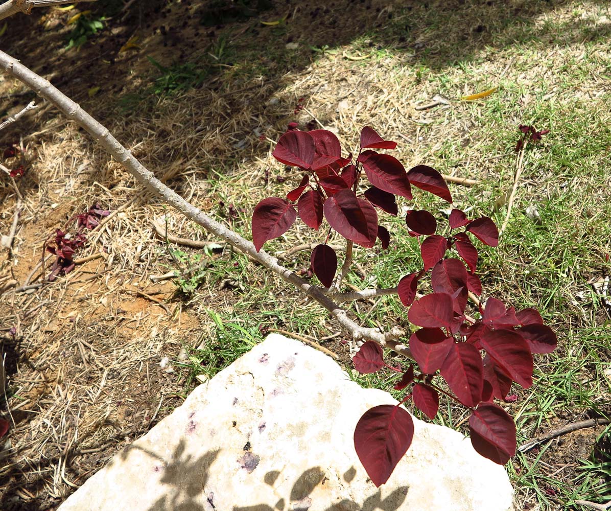 Image of Euphorbia cotinifolia specimen.