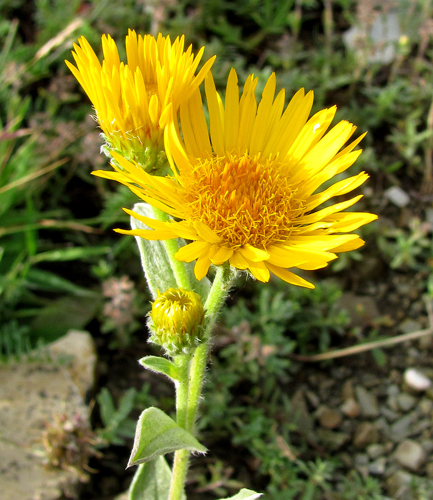 Изображение особи Inula oculus-christi.