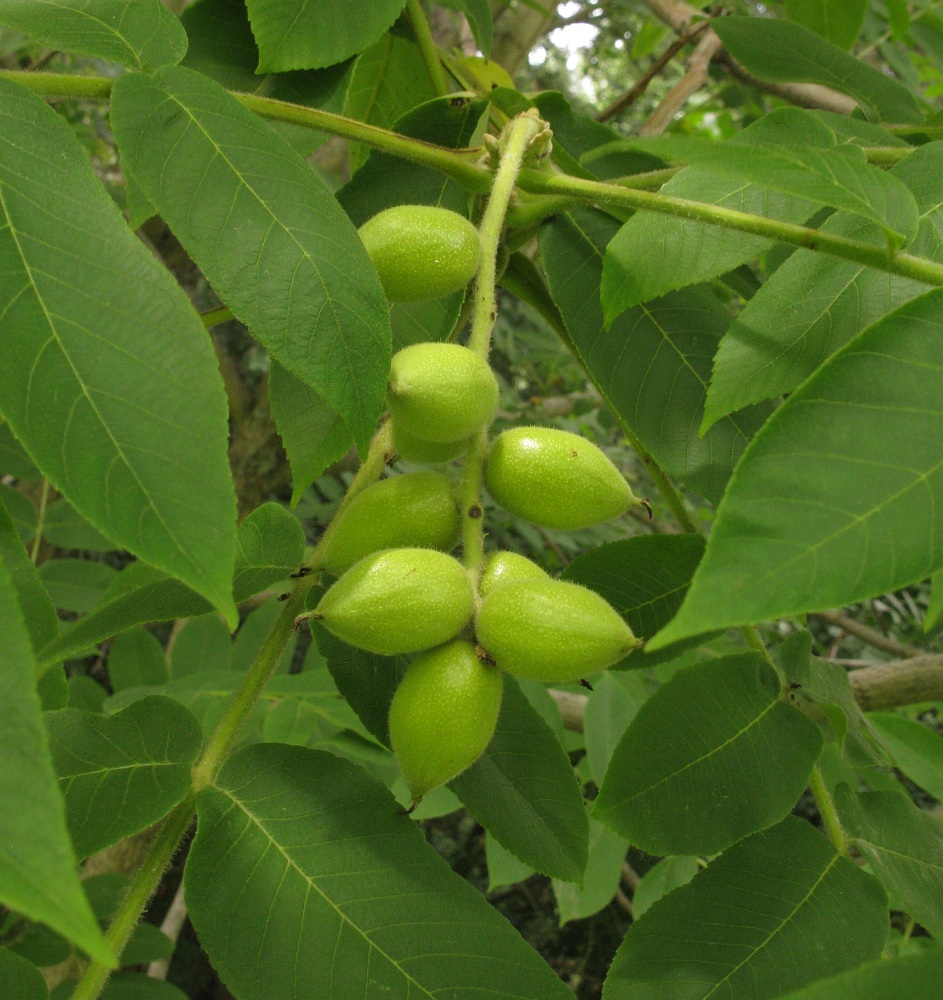 Image of Juglans ailanthifolia var. cordiformis specimen.